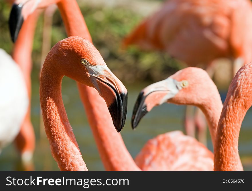 Pink flamingo living in territory of a zoo