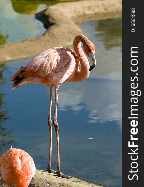Pink flamingo living in territory of a zoo