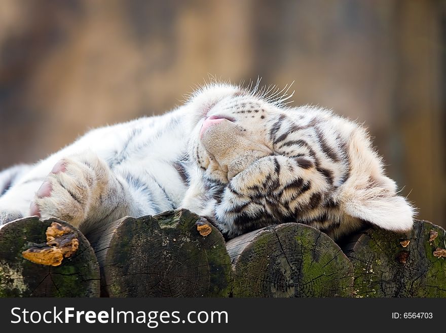 White Bengal Tiger living in territory of a zoo. White Bengal Tiger living in territory of a zoo