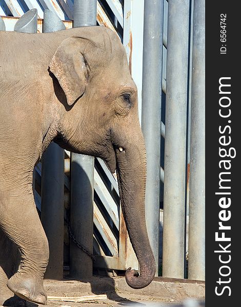 Elephant living in territory of a zoo