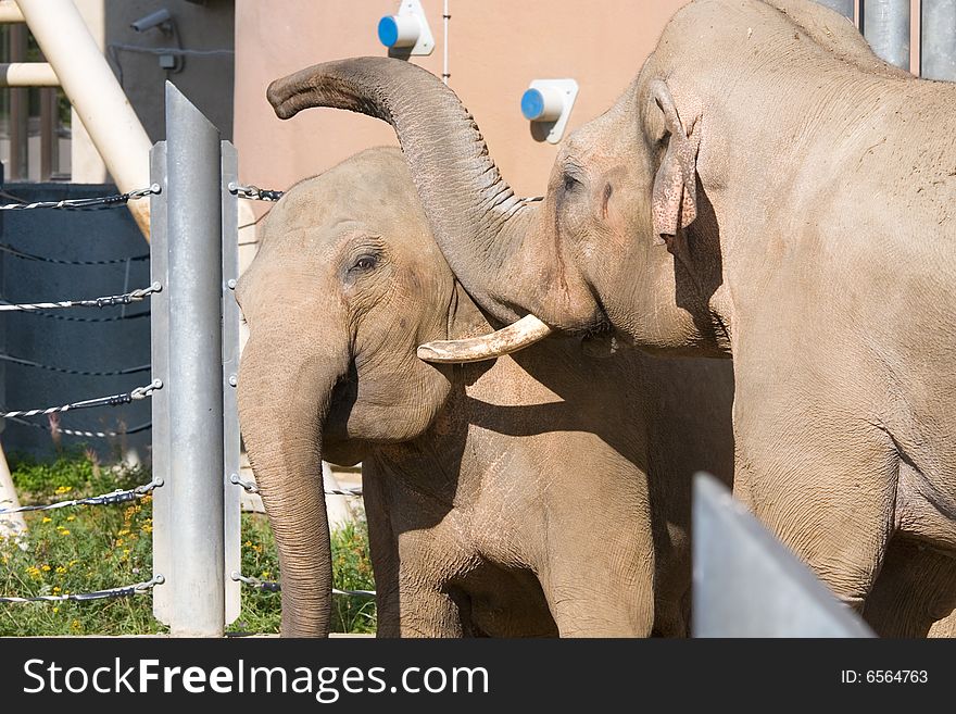 Elephants living in territory of a zoo