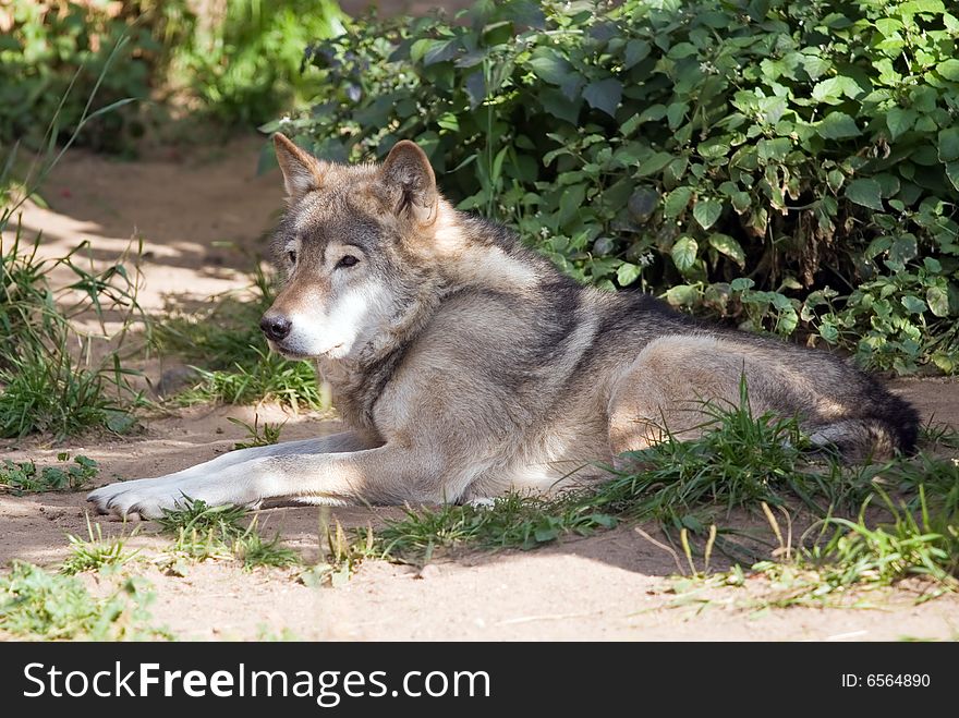 Wolf living in territory of a zoo. Wolf living in territory of a zoo
