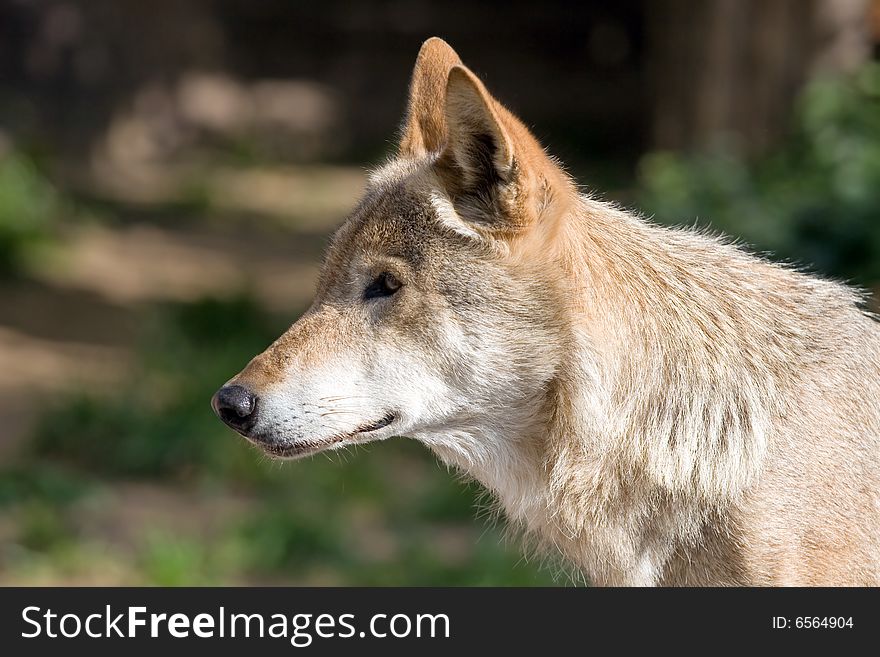 Wolf living in territory of a zoo