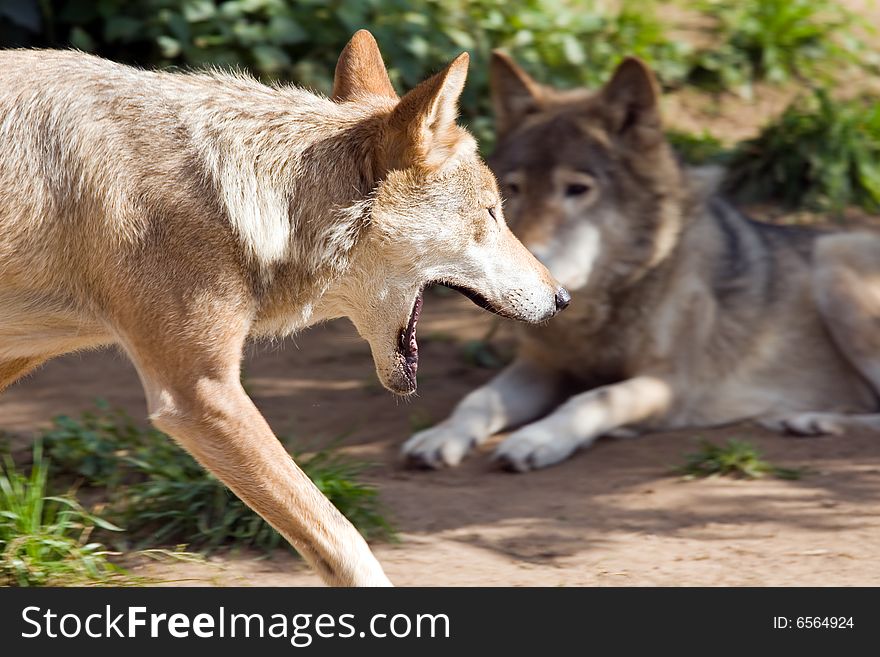 Wolf living in territory of a zoo
