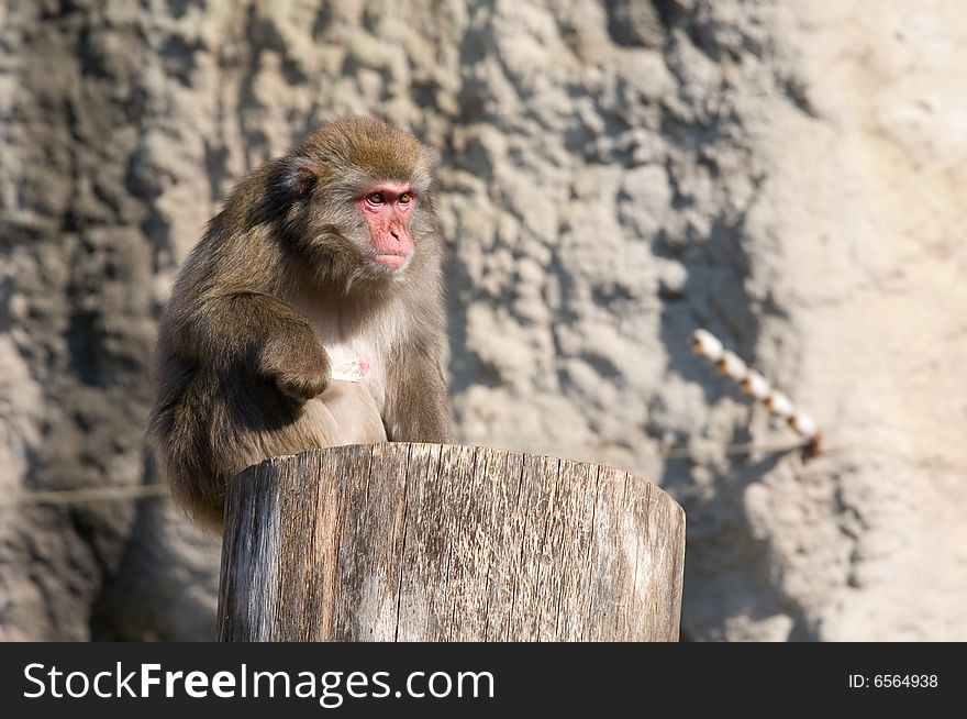 Japanese macaque living in territory of a zoo