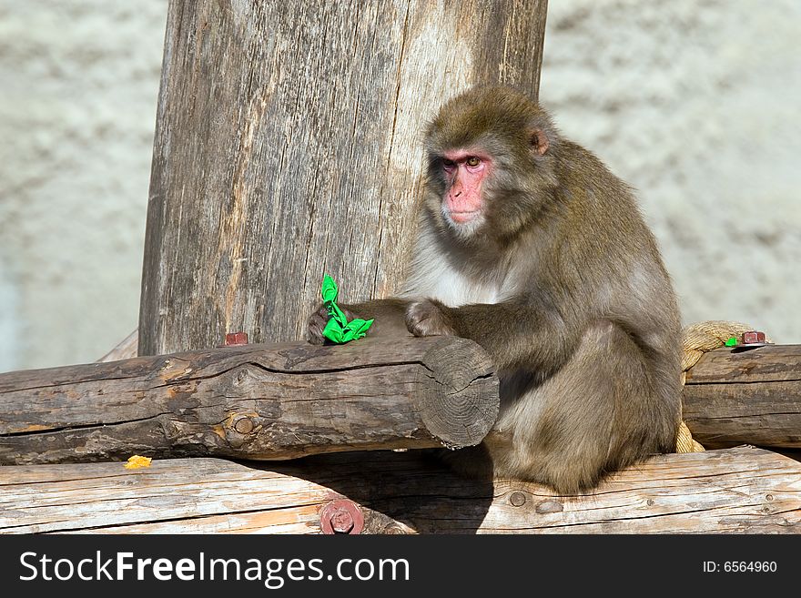 Japanese macaque living in territory of a zoo