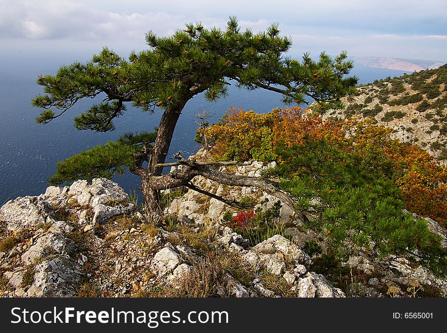 On a photo bizarre pine tree