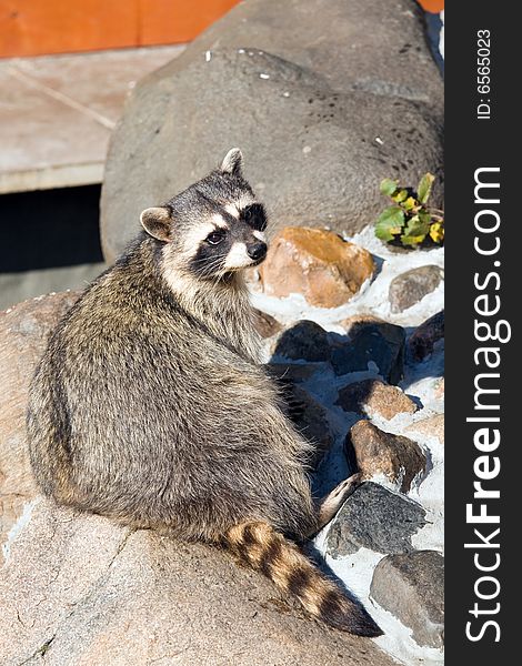 Raccoon living in territory of a zoo
