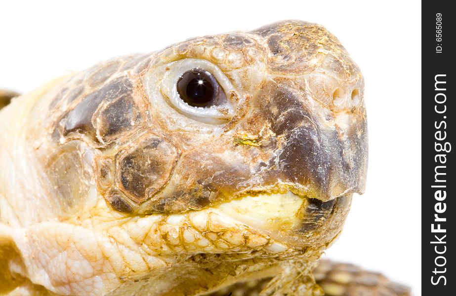 Head and face of a tortoise - Testudo horsfieldi - on the white background - close up