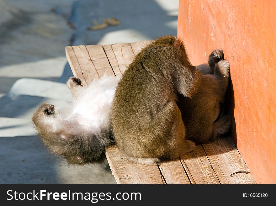 Japanese macaque living in territory of a zoo