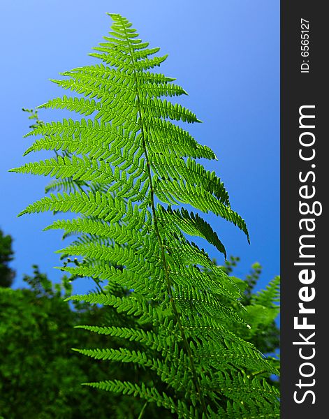 Leaf of the fern on a background of the blue sky