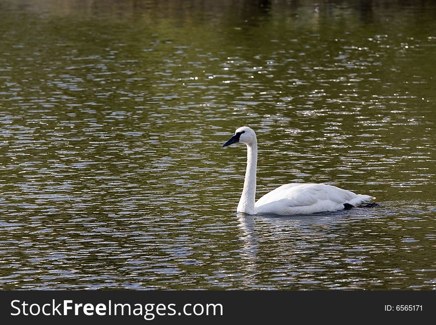 White swan floating on a surface of water