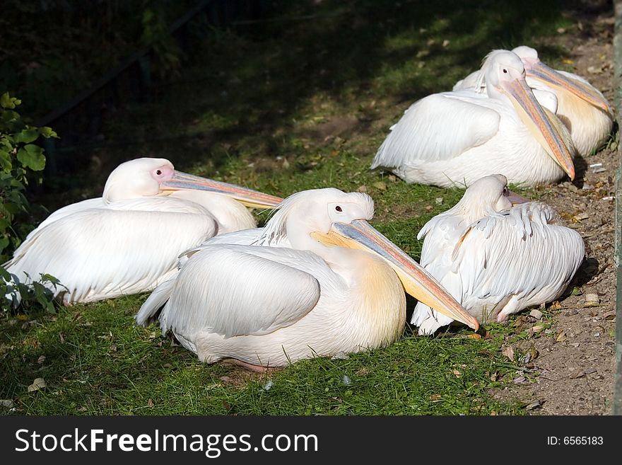Pelican living in territory of a zoo