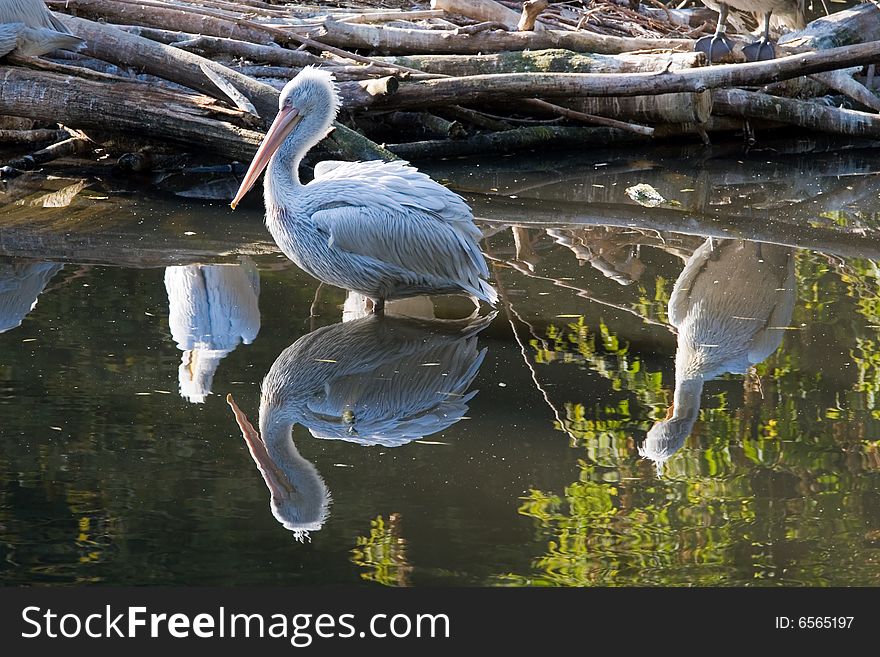 Pelican living in territory of a zoo