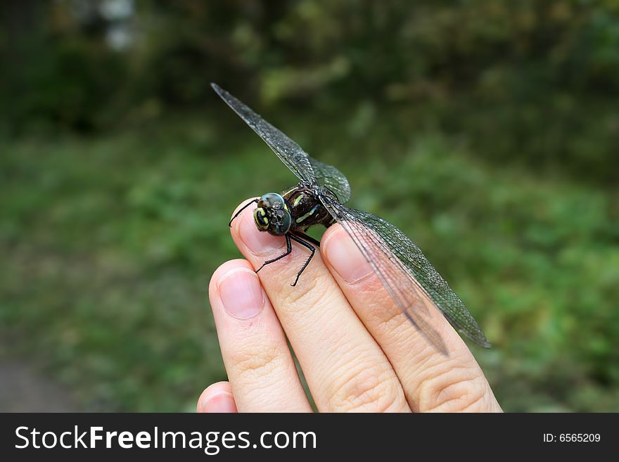 Picture of dragonfly on fingers