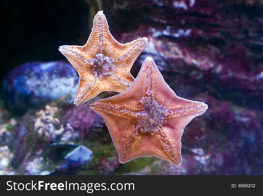 Starfish located on glass of an aquarium. Starfish located on glass of an aquarium