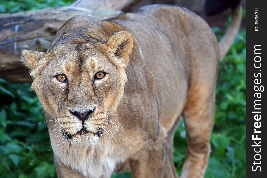 Lioness, living in territory of a zoo