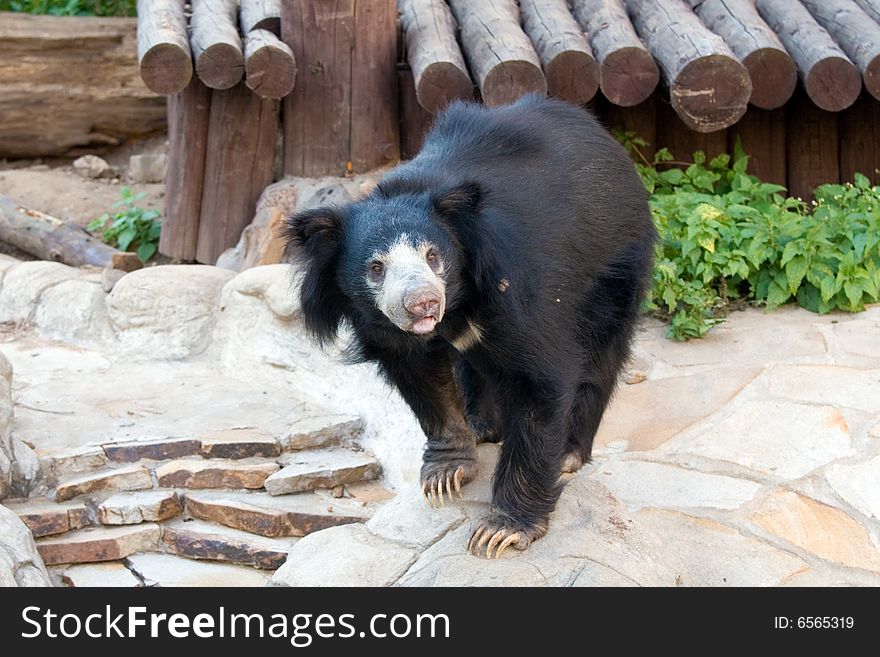 Black bear living in territory of a zoo