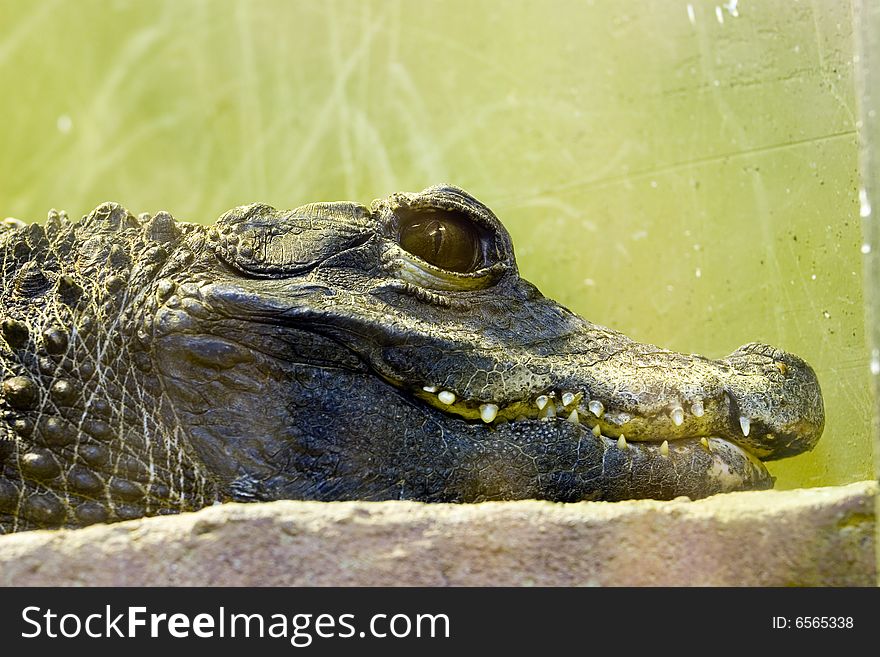 Crocodile living in a terrarium of a zoo