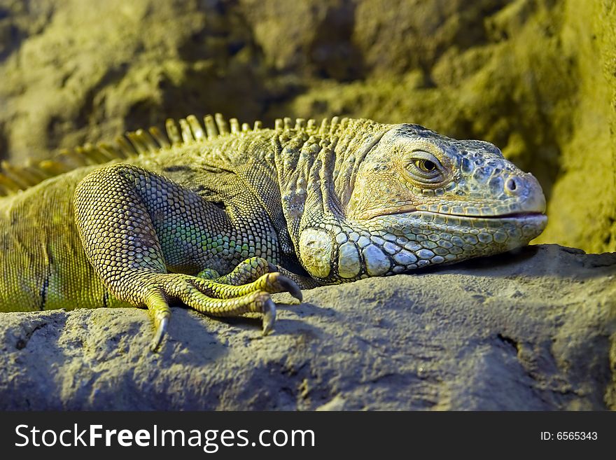 Iguana living in a terrarium of a zoo