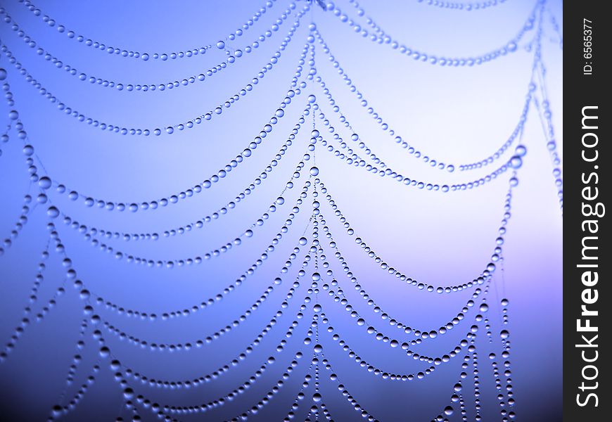 Close up of a spider web with dew drops. Close up of a spider web with dew drops