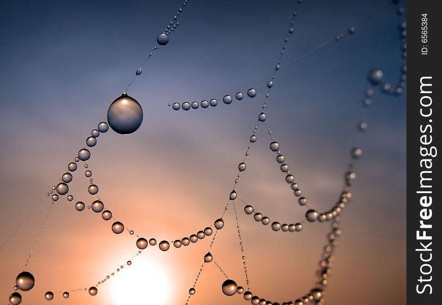 Close up of a spider web with dew drops. Close up of a spider web with dew drops