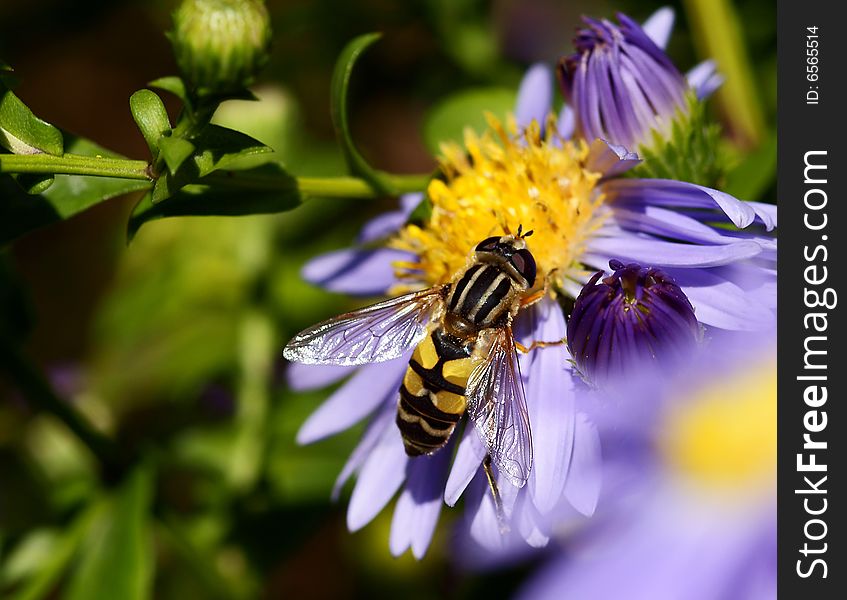 Bee on flower