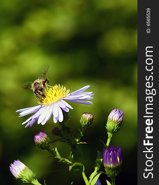 A bee sitting on a blue blossom with green background. A bee sitting on a blue blossom with green background