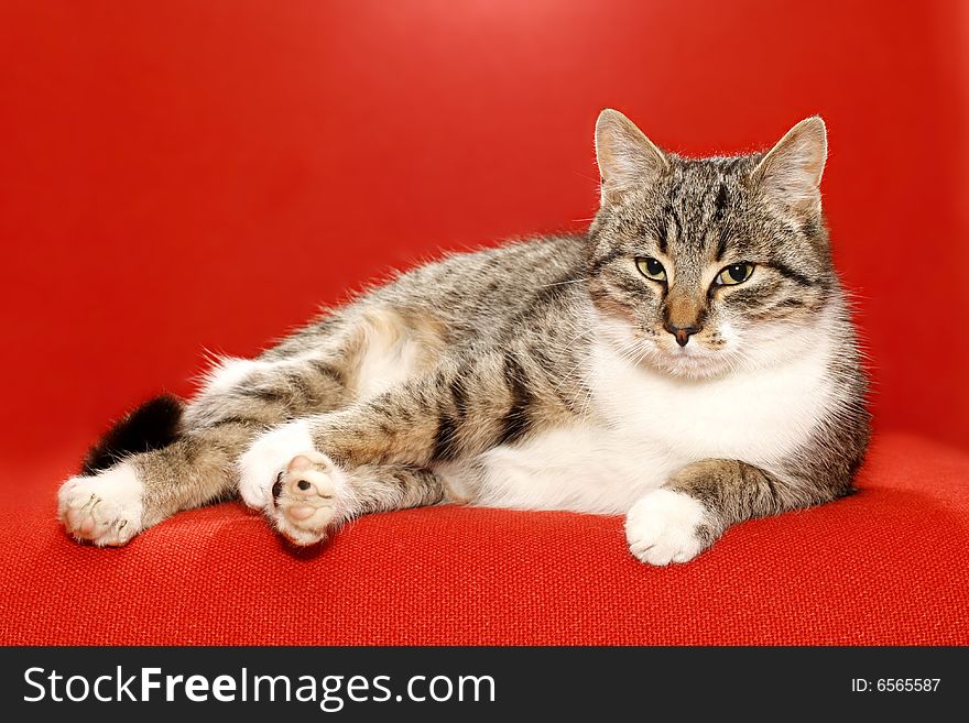 Very nice kitty on red background and idler. Very nice kitty on red background and idler