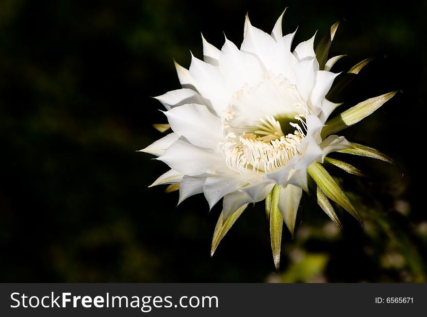 Image of white cactus flower isolated against the background. Image of white cactus flower isolated against the background