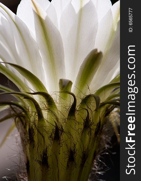 Image of white cactus flower isolated against the background. Image of white cactus flower isolated against the background