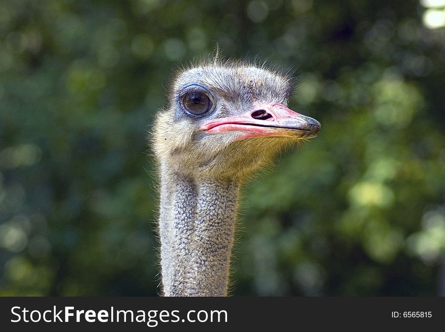 The ostrich the only animal for what his eye is bigger than his brain :). The ostrich the only animal for what his eye is bigger than his brain :)