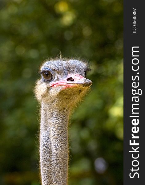 The ostrich the only animal for what his eye is bigger than his brain. The ostrich the only animal for what his eye is bigger than his brain.