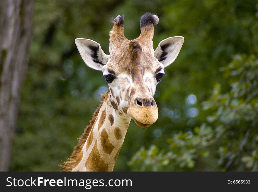 Giraffe in the savanna, long neck and curious face