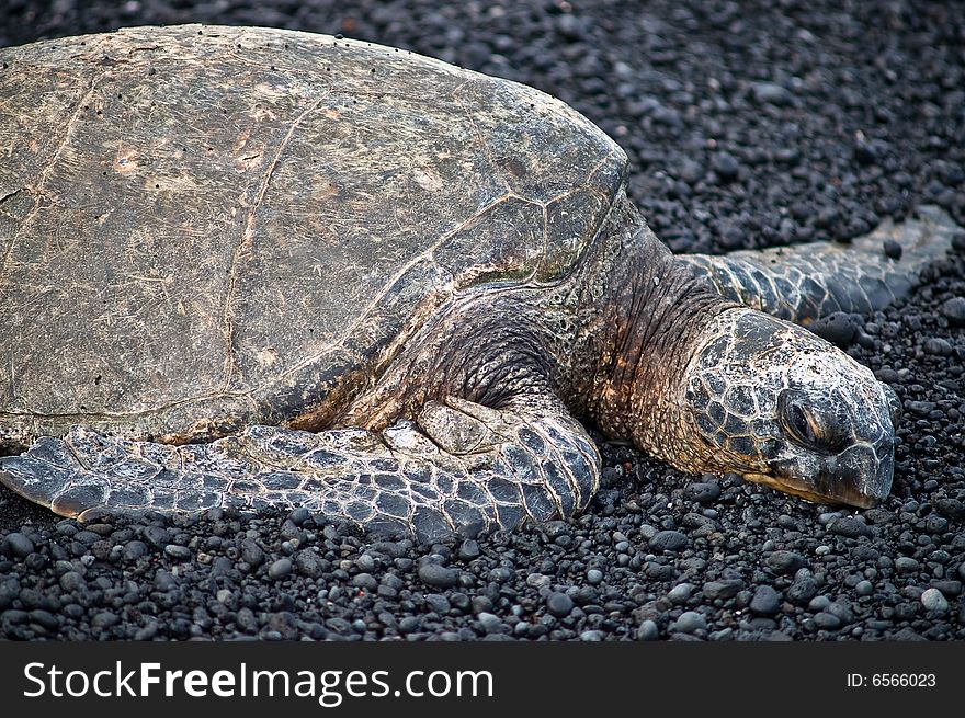 Large Hawaiian turtle resting on black (lava) sand beach. Large Hawaiian turtle resting on black (lava) sand beach
