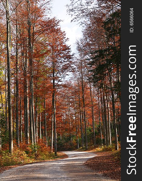 Road through autumn colored forest. Road through autumn colored forest.