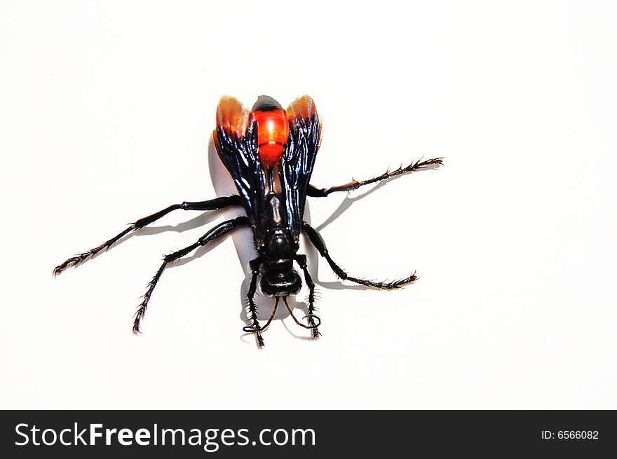 Isolated wasp on white background