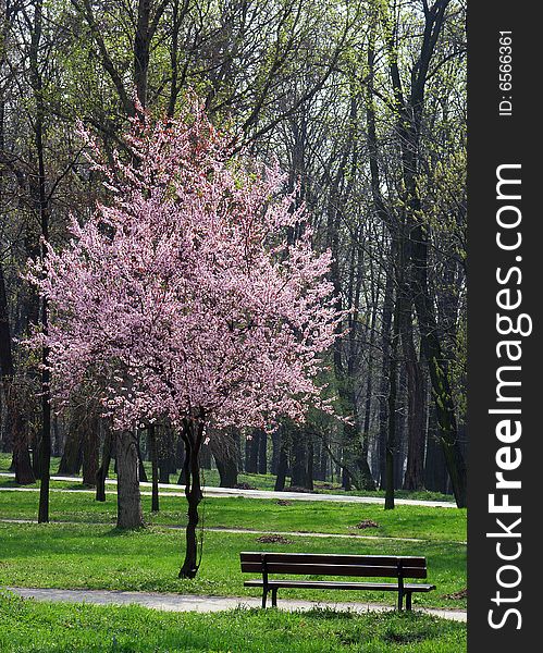 A pink tree in bloom in a park