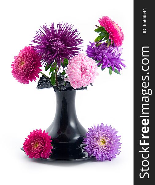 Black vase with bouquet beautiful and multi-coloured asters on white background