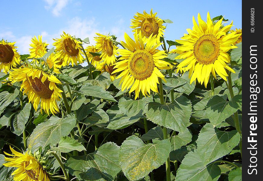 Brightly yellow sunflowers on the sun field