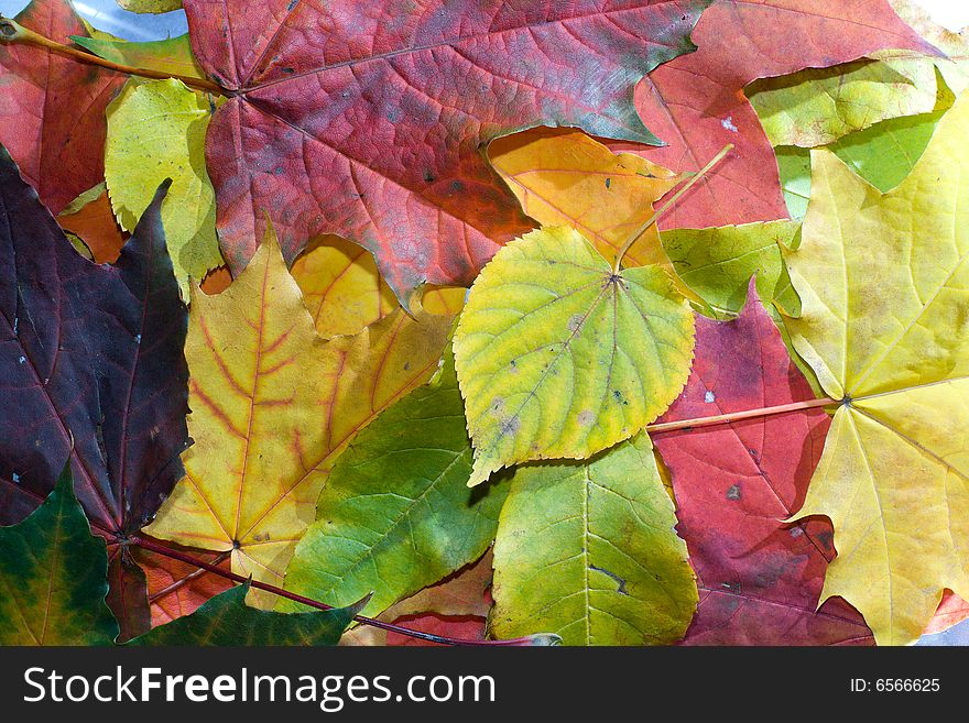 Many multi-coloured autumn leaves. Many multi-coloured autumn leaves.