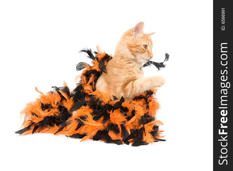 A yellow kitten plays with an orange and black halloween decoration. A yellow kitten plays with an orange and black halloween decoration