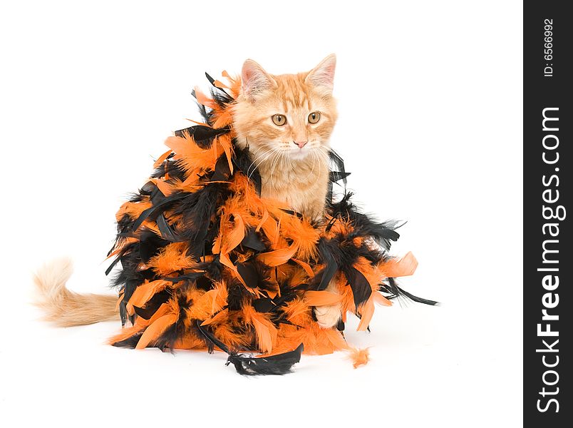 Kitten and halloween decoration