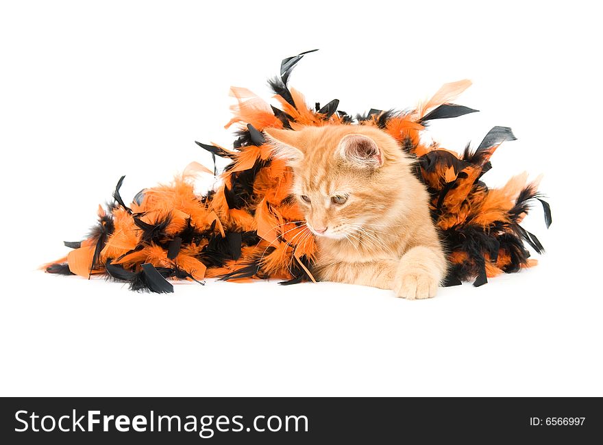 A yellow kitten plays with an orange and black halloween decoration. A yellow kitten plays with an orange and black halloween decoration