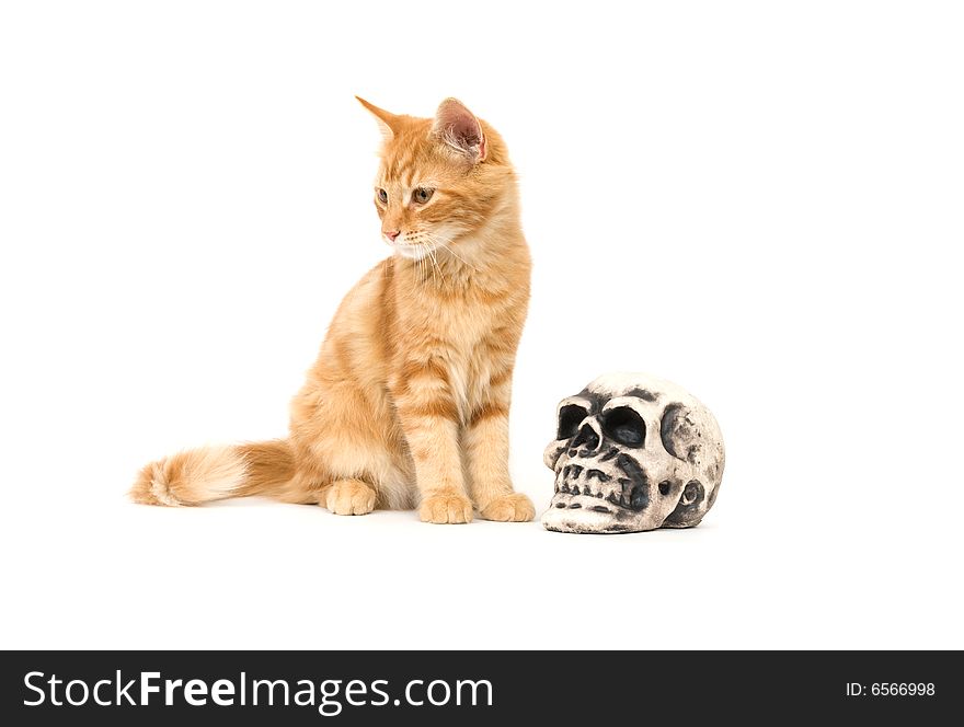 A yellow kitten sits next to a fake human skull used for Halloween decoration. A yellow kitten sits next to a fake human skull used for Halloween decoration