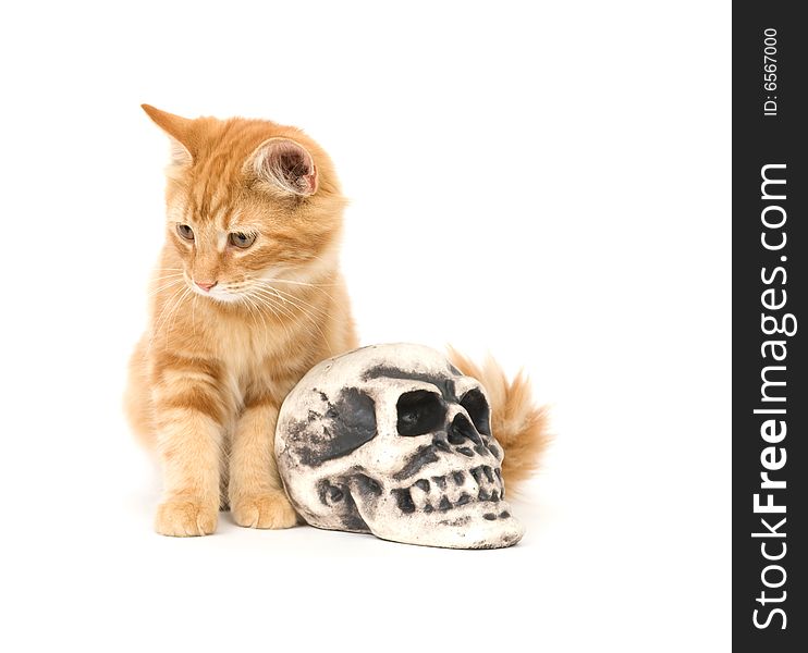 A yellow kitten sits next to a fake human skull used for Halloween decoration. A yellow kitten sits next to a fake human skull used for Halloween decoration