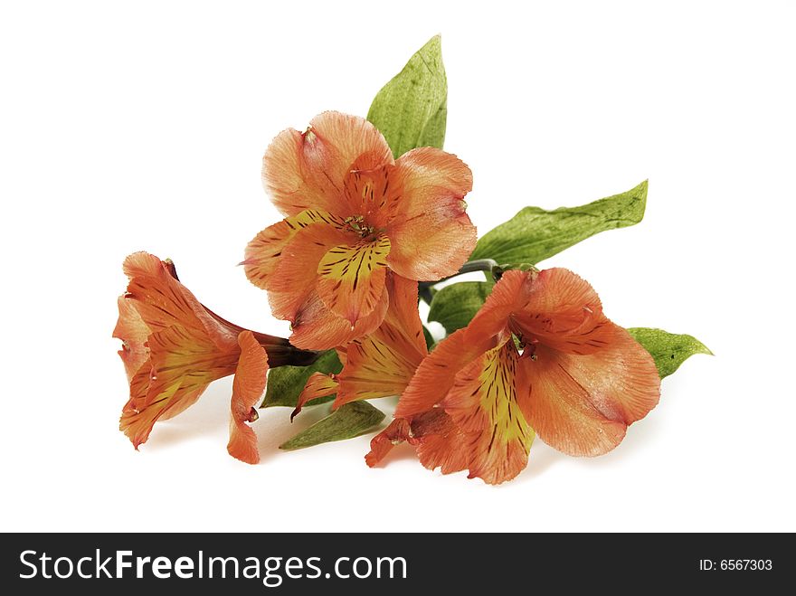 Orange Peruvian Lily (alstroemeria) closeup isolated on a white background. Orange Peruvian Lily (alstroemeria) closeup isolated on a white background