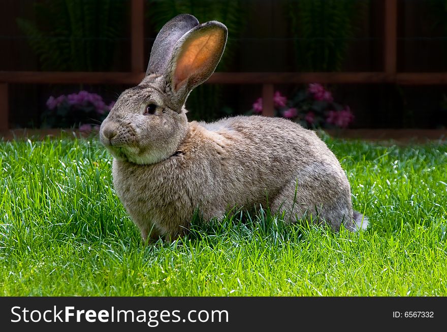 Bunny eating grass from bright green pasture. Bunny eating grass from bright green pasture