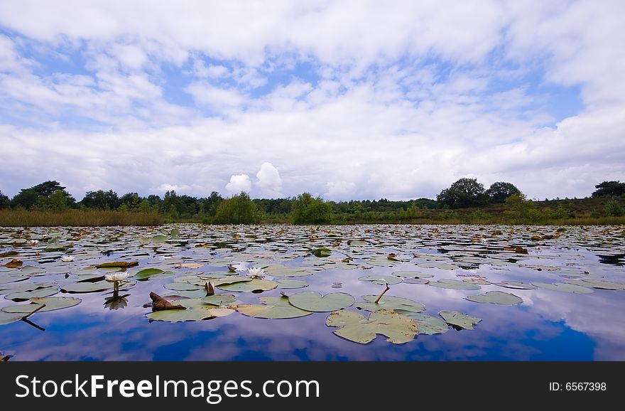 Pond covered with lilies on a very cloudy day. Pond covered with lilies on a very cloudy day