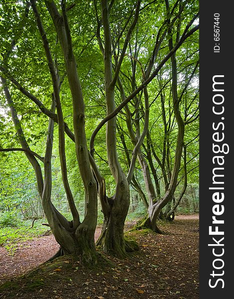 Bright green lushes forest with nice daylight